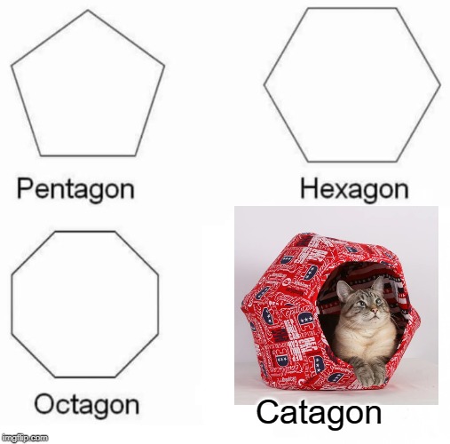 Shapes | Catagon | image tagged in memes,pentagon hexagon octagon,cats,cat | made w/ Imgflip meme maker