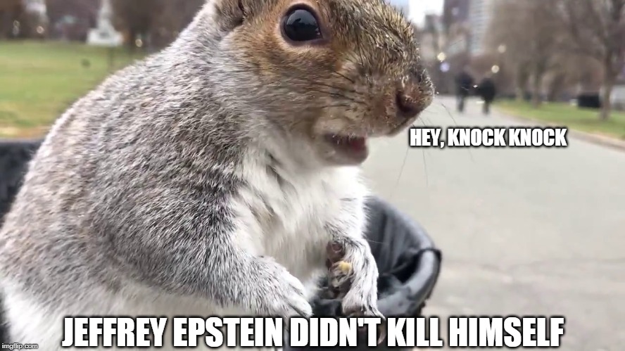 Squirrel | HEY, KNOCK KNOCK; JEFFREY EPSTEIN DIDN'T KILL HIMSELF | image tagged in squirrel | made w/ Imgflip meme maker