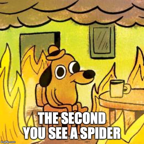 Dog in burning house | THE SECOND YOU SEE A SPIDER | image tagged in dog in burning house | made w/ Imgflip meme maker