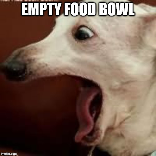 Screaming Dog | EMPTY FOOD BOWL | image tagged in screaming dog | made w/ Imgflip meme maker