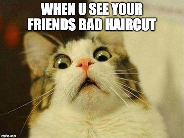 Scared Cat | WHEN U SEE YOUR FRIENDS BAD HAIRCUT | image tagged in memes,scared cat | made w/ Imgflip meme maker