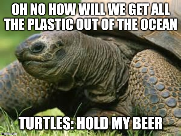 Contemplative Turtle | OH NO HOW WILL WE GET ALL THE PLASTIC OUT OF THE OCEAN; TURTLES: HOLD MY BEER | image tagged in contemplative turtle | made w/ Imgflip meme maker