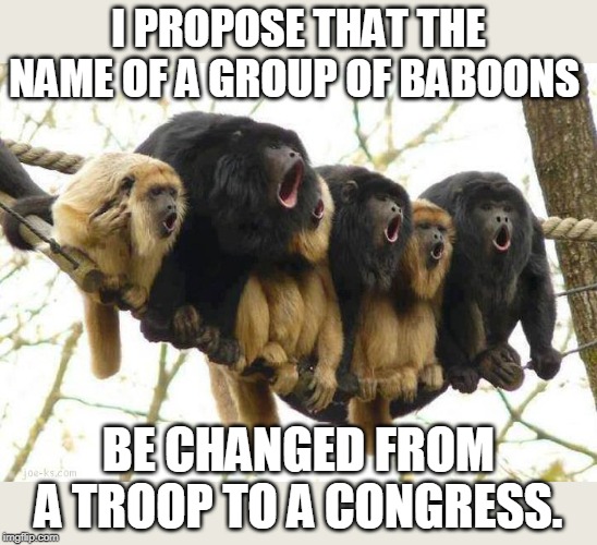 congress is full of baboons | I PROPOSE THAT THE NAME OF A GROUP OF BABOONS BE CHANGED FROM A TROOP TO A CONGRESS. | image tagged in baboon chorus | made w/ Imgflip meme maker