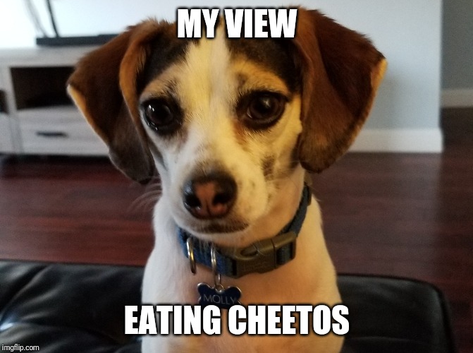 MY VIEW; EATING CHEETOS | image tagged in dog | made w/ Imgflip meme maker