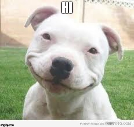 Happy Friday Puppy | HI | image tagged in happy friday puppy | made w/ Imgflip meme maker