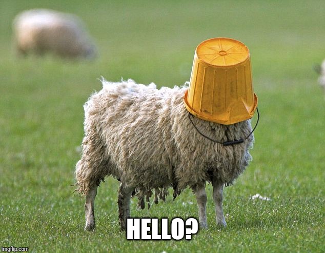 stupid sheep | HELLO? | image tagged in stupid sheep | made w/ Imgflip meme maker