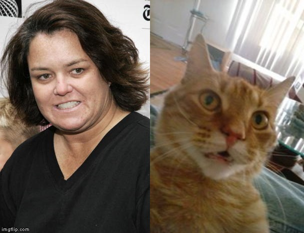 Finley the cat. | image tagged in rosie o'donnell,yellow cat on couch,finley cat,chill cat on couch,screaming cat,crazy cat | made w/ Imgflip meme maker