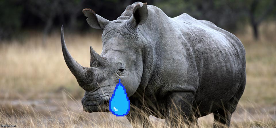rhino | image tagged in rhino | made w/ Imgflip meme maker