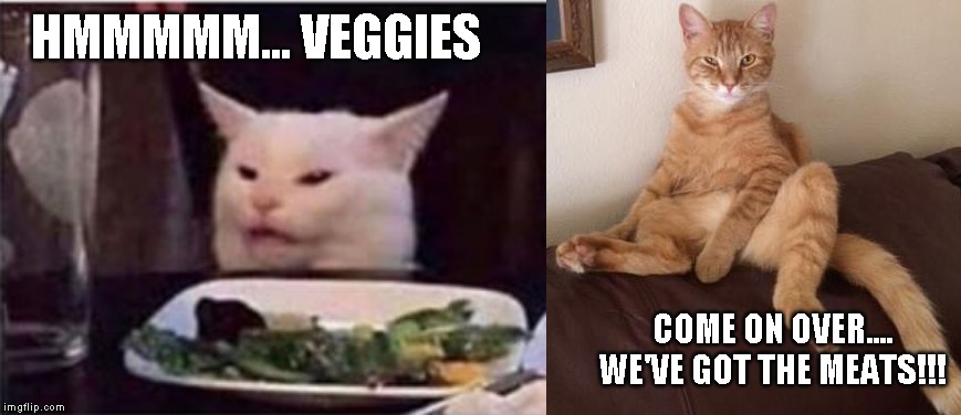 White cat and chill cat | HMMMMM... VEGGIES; COME ON OVER.... WE'VE GOT THE MEATS!!! | image tagged in white cat,cat at table,kat hudson cat,finley the cat,cat sitting on couch,chill cat | made w/ Imgflip meme maker