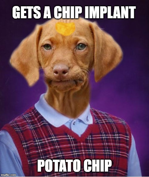 Budget Implant | GETS A CHIP IMPLANT; POTATO CHIP | image tagged in bad luck dog,funny memes,potato chips,chip,meme | made w/ Imgflip meme maker