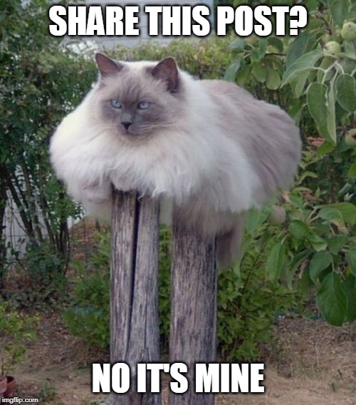 CATS WILL LAY ANYWHERE | SHARE THIS POST? NO IT'S MINE | image tagged in cats,funny cats | made w/ Imgflip meme maker