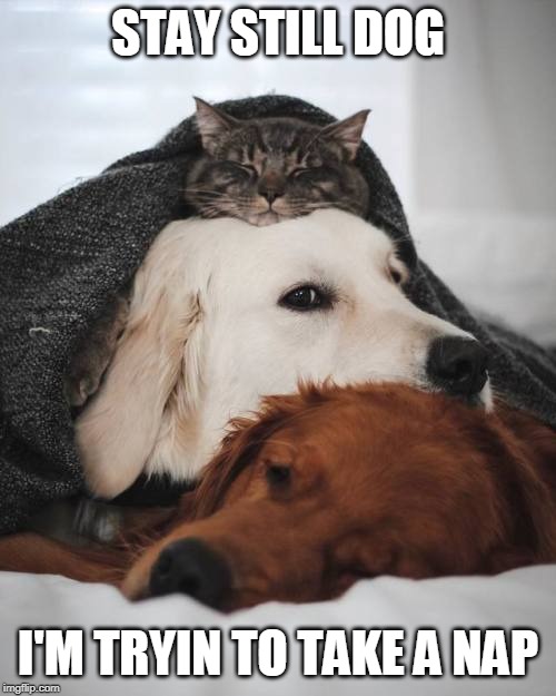 CATS TOP DOGS | STAY STILL DOG; I'M TRYIN TO TAKE A NAP | image tagged in cats,funny cats,dogs | made w/ Imgflip meme maker