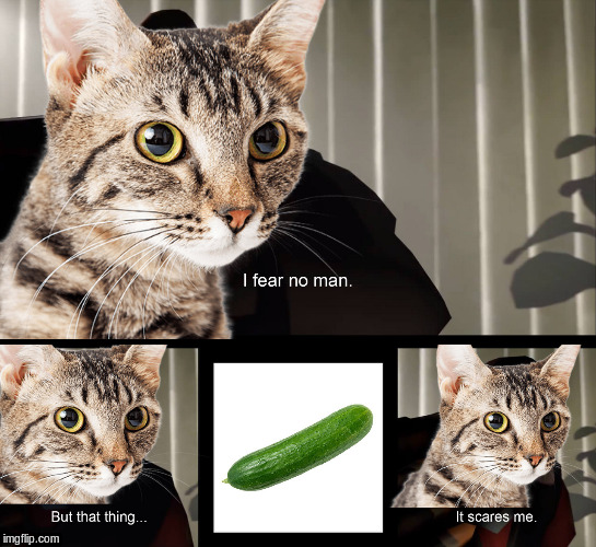 The cat fears no man | image tagged in cucumber,cat,memes,fun,i fear no man | made w/ Imgflip meme maker