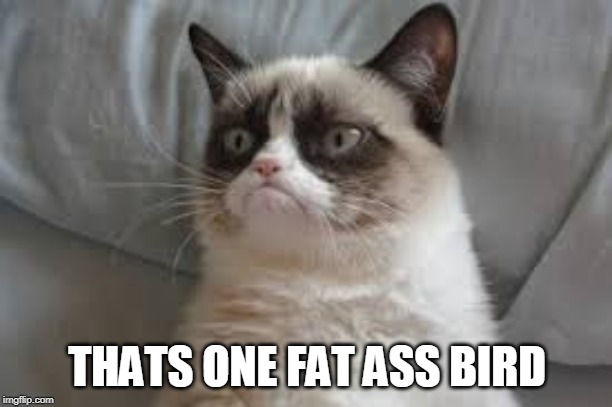 Grumpy cat | THATS ONE FAT ASS BIRD | image tagged in grumpy cat | made w/ Imgflip meme maker