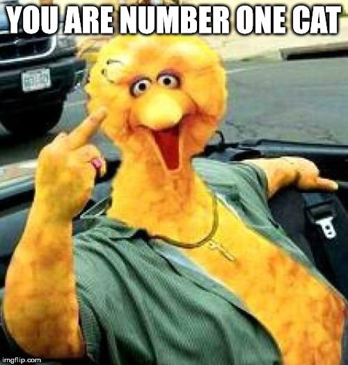Big Bird | YOU ARE NUMBER ONE CAT | image tagged in big bird | made w/ Imgflip meme maker