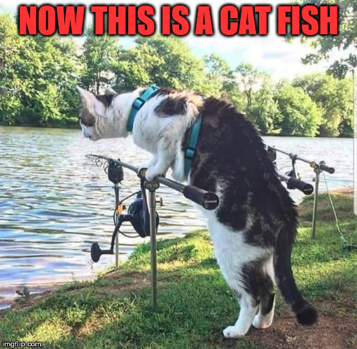 Getting cat fished - Imgflip