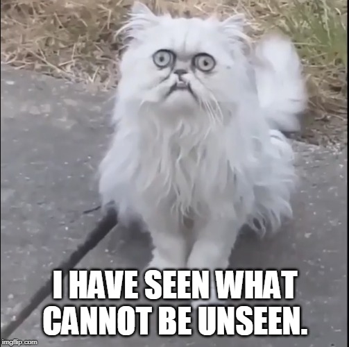 scarred for life | I HAVE SEEN WHAT CANNOT BE UNSEEN. | image tagged in crazy cat | made w/ Imgflip meme maker