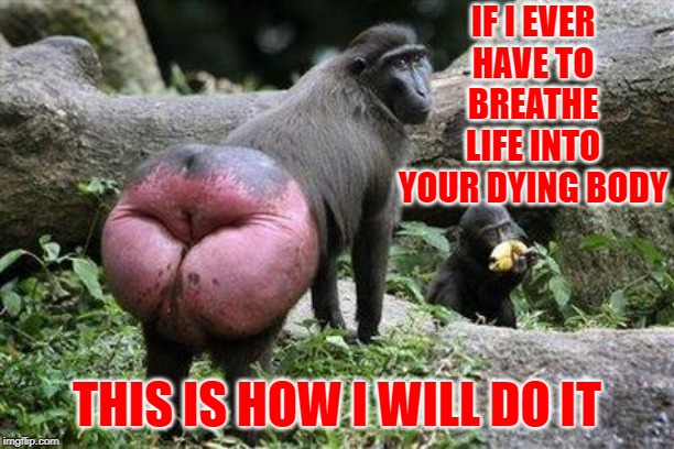 Monkey Ass | IF I EVER HAVE TO BREATHE LIFE INTO YOUR DYING BODY; THIS IS HOW I WILL DO IT | image tagged in monkey ass | made w/ Imgflip meme maker
