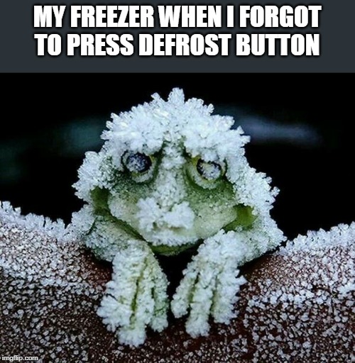 ice frog | MY FREEZER WHEN I FORGOT TO PRESS DEFROST BUTTON | image tagged in cute animals | made w/ Imgflip meme maker