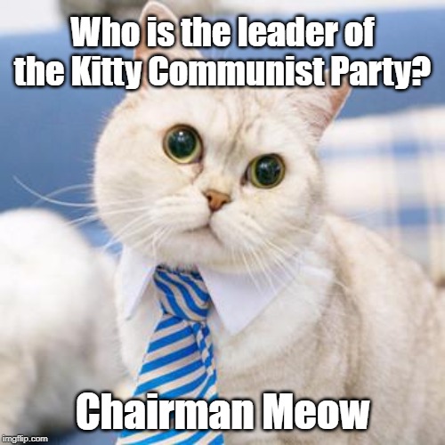 the leader | Who is the leader of the Kitty Communist Party? Chairman Meow | image tagged in cat | made w/ Imgflip meme maker