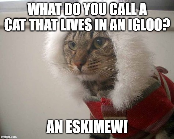 eskimew | WHAT DO YOU CALL A CAT THAT LIVES IN AN IGLOO? AN ESKIMEW! | image tagged in eskimo | made w/ Imgflip meme maker