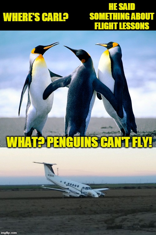 D'oh! | HE SAID SOMETHING ABOUT FLIGHT LESSONS; WHERE'S CARL? WHAT? PENGUINS CAN'T FLY! | image tagged in penguins,just a theory | made w/ Imgflip meme maker