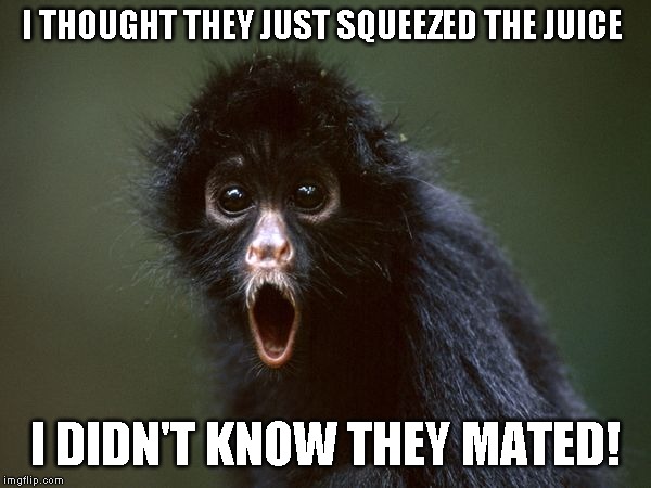 ooooh | I THOUGHT THEY JUST SQUEEZED THE JUICE I DIDN'T KNOW THEY MATED! | image tagged in ooooh | made w/ Imgflip meme maker