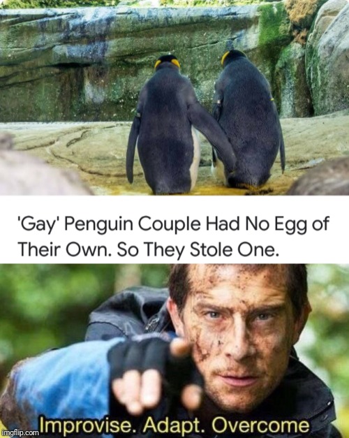 It's not stealing if you're not caught | image tagged in improvise adapt overcome,gay,penguins,steal,memes | made w/ Imgflip meme maker