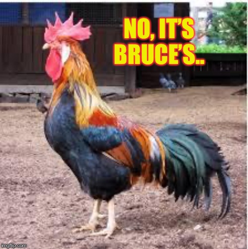 Cock Rooster | NO, IT’S BRUCE’S.. | image tagged in cock rooster | made w/ Imgflip meme maker