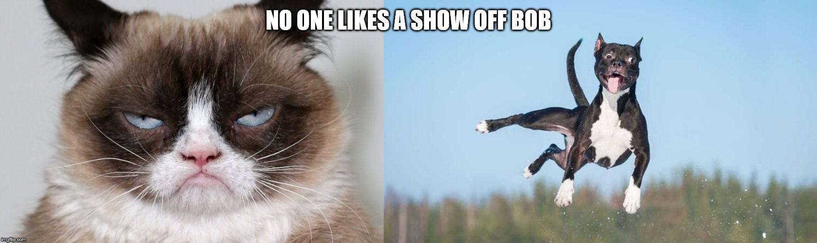 FLYING DOG | NO ONE LIKES A SHOW OFF BOB | image tagged in grumpy | made w/ Imgflip meme maker