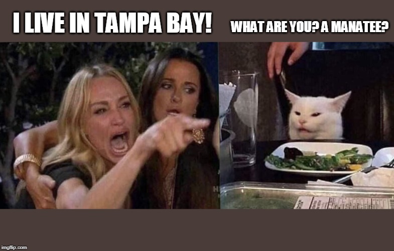 woman yelling at cat | WHAT ARE YOU? A MANATEE? I LIVE IN TAMPA BAY! | image tagged in woman yelling at cat | made w/ Imgflip meme maker