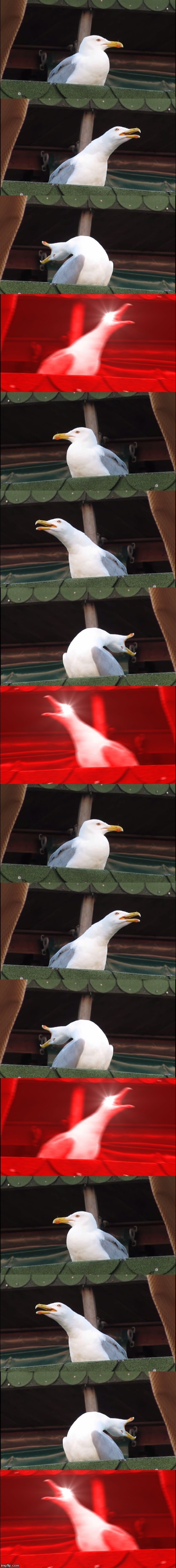 image tagged in memes,inhaling seagull | made w/ Imgflip meme maker