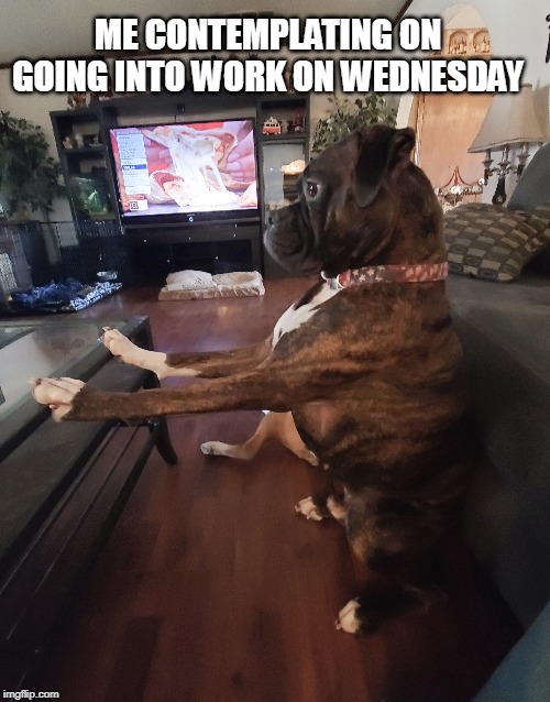 Contemplating work | ME CONTEMPLATING ON GOING INTO WORK ON WEDNESDAY | image tagged in dogs,work wednesdays,funny memes | made w/ Imgflip meme maker