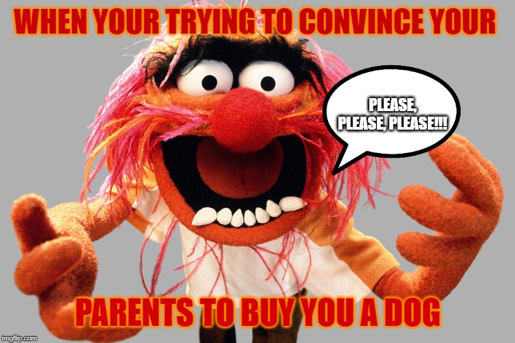 animal muppets | WHEN YOUR TRYING TO CONVINCE YOUR; PLEASE, PLEASE, PLEASE!!! PARENTS TO BUY YOU A DOG | image tagged in animal muppets | made w/ Imgflip meme maker