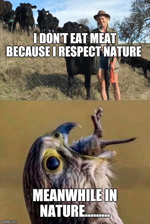 Lol | I DON'T EAT MEAT BECAUSE I RESPECT NATURE; MEANWHILE IN NATURE......... | image tagged in nature | made w/ Imgflip meme maker