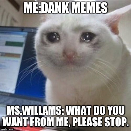 cryingcat | ME:DANK MEMES; MS.WILLAMS: WHAT DO YOU WANT FROM ME, PLEASE STOP. | image tagged in cryingcat | made w/ Imgflip meme maker