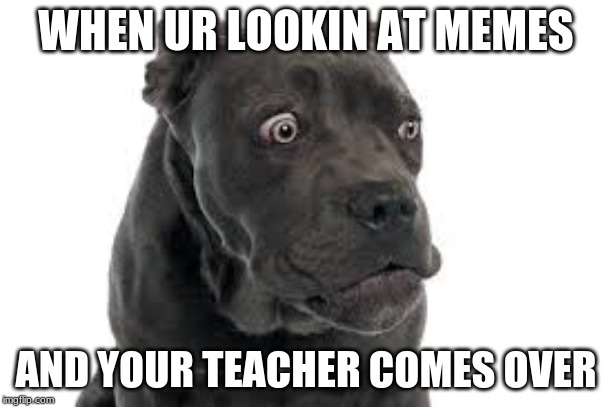 oh crap dog | WHEN UR LOOKIN AT MEMES; AND YOUR TEACHER COMES OVER | image tagged in oh crap dog | made w/ Imgflip meme maker