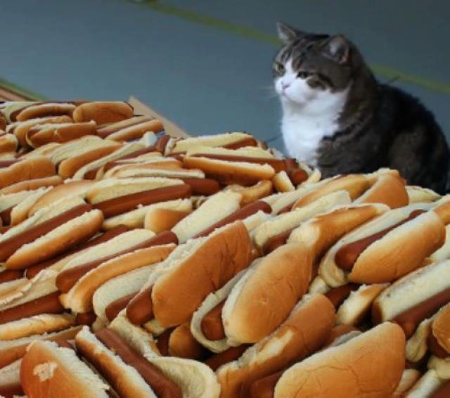 Hot dog cat Blank Meme Template