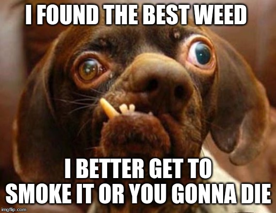 stupid dog face | I FOUND THE BEST WEED; I BETTER GET TO SMOKE IT OR YOU GONNA DIE | image tagged in stupid dog face | made w/ Imgflip meme maker