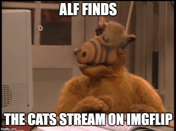 Nobody's seen him in years | ALF FINDS; THE CATS STREAM ON IMGFLIP | image tagged in alf,computer,alf computer,cats,memes,funny | made w/ Imgflip meme maker