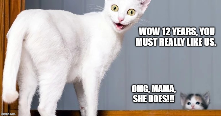 WOW 12 YEARS, YOU MUST REALLY LIKE US. OMG, MAMA, SHE DOES!!! | image tagged in cats,cute cat | made w/ Imgflip meme maker