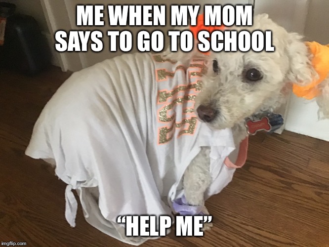 ME WHEN MY MOM SAYS TO GO TO SCHOOL; “HELP ME” | image tagged in dog | made w/ Imgflip meme maker