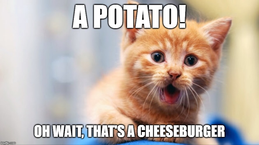 A Thing! | A POTATO! OH WAIT, THAT'S A CHEESEBURGER | image tagged in a thing,potato,cheeseburger,cats,cute,food | made w/ Imgflip meme maker