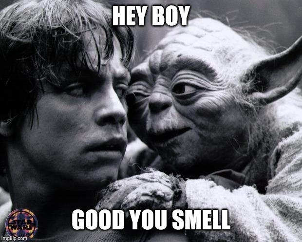 Yoda & Luke | HEY BOY GOOD YOU SMELL | image tagged in yoda  luke | made w/ Imgflip meme maker