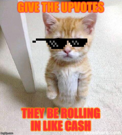 Cute Cat | GIVE THE UPVOTES; THEY BE ROLLING IN LIKE CASH | image tagged in memes,cute cat | made w/ Imgflip meme maker