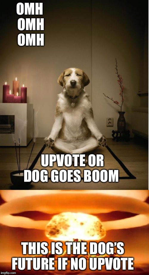 OMH 
OMH
OMH; UPVOTE OR DOG GOES BOOM; THIS IS THE DOG’S FUTURE IF NO UPVOTE | image tagged in dog meditation funny | made w/ Imgflip meme maker