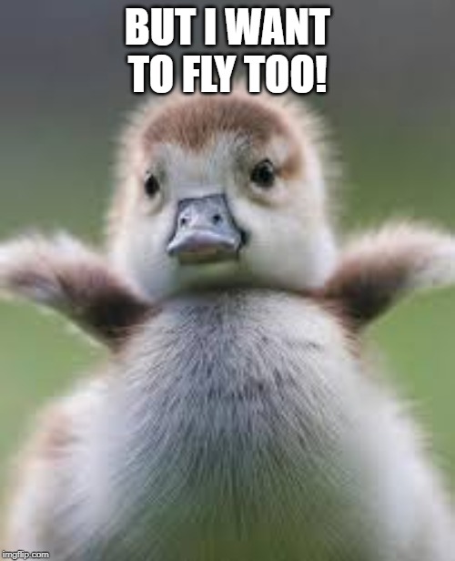 duck | BUT I WANT TO FLY TOO! | image tagged in flying,cute,duck,chubby,duckling | made w/ Imgflip meme maker