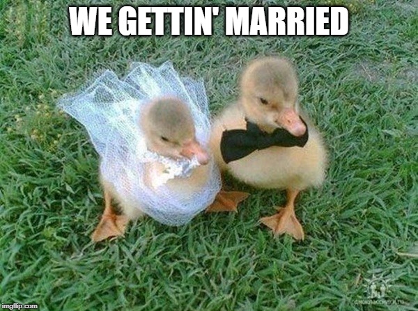 ducks getting married | WE GETTIN' MARRIED | image tagged in marriage,funny,cute,bride,duck,duckling | made w/ Imgflip meme maker