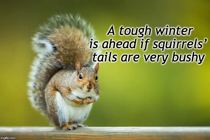 A tough winter is ahead if squirrels’ tails are very bushy | image tagged in weather lore,farmers,farm,tough winter | made w/ Imgflip meme maker
