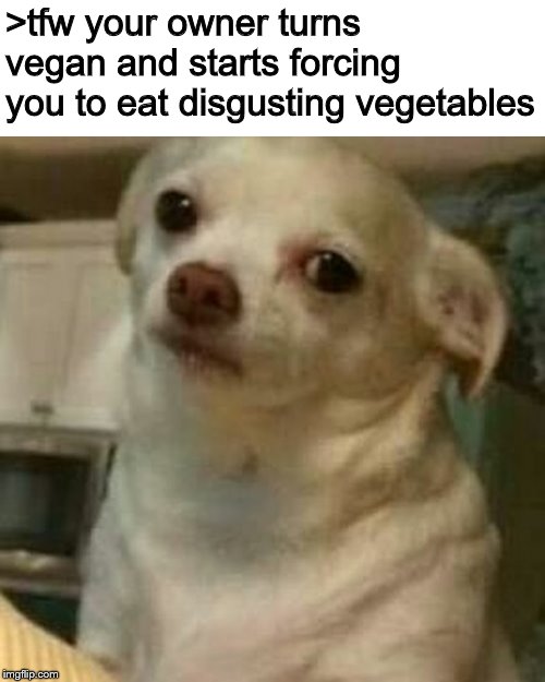 Disappointed Doggo | >tfw your owner turns vegan and starts forcing you to eat disgusting vegetables | image tagged in disappointed doggo | made w/ Imgflip meme maker
